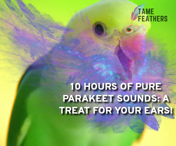 parakeet sounds 10 hours