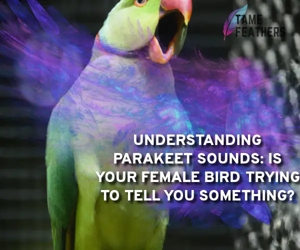 parakeet sounds female