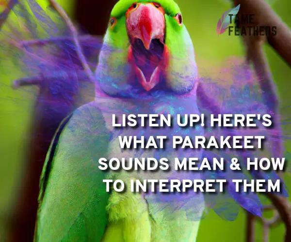 parakeet sounds