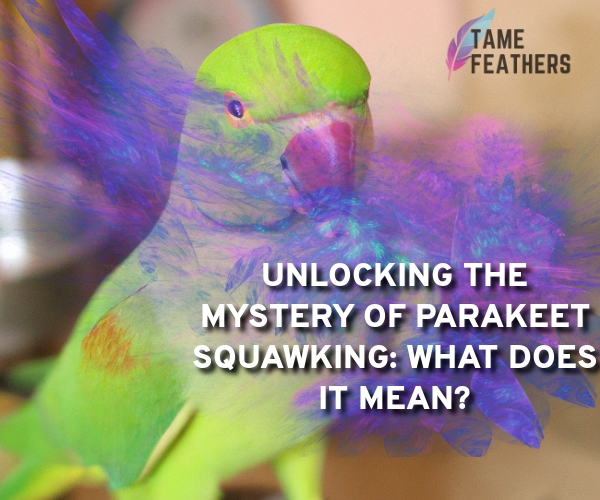 parakeet squawking meaning