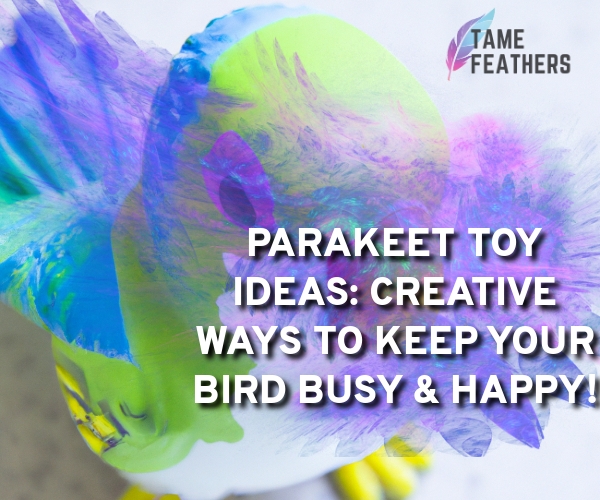 parakeet toy