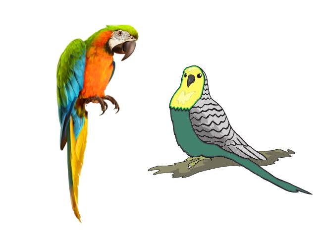 Parakeet vs Parrot