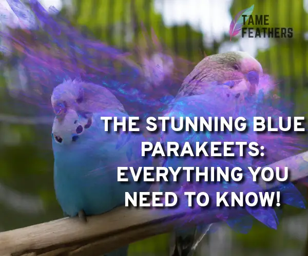 parakeets blue