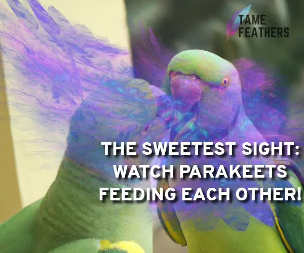 parakeets feeding each other