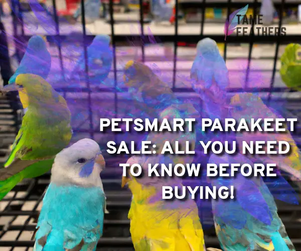 parakeets for sale at petsmart