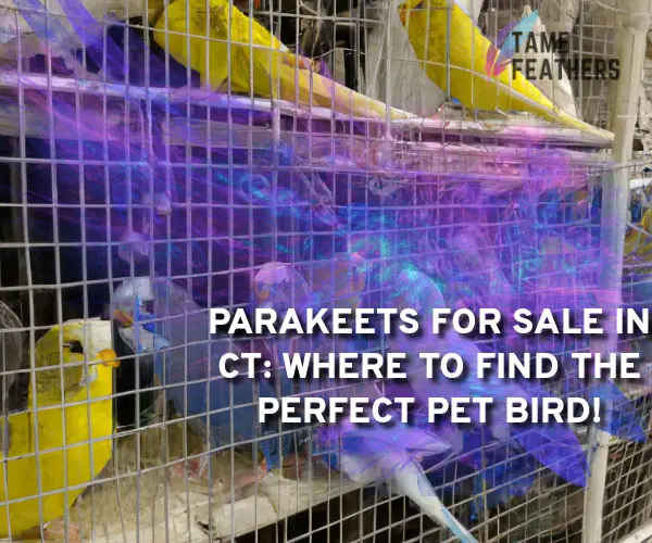 parakeets for sale in ct