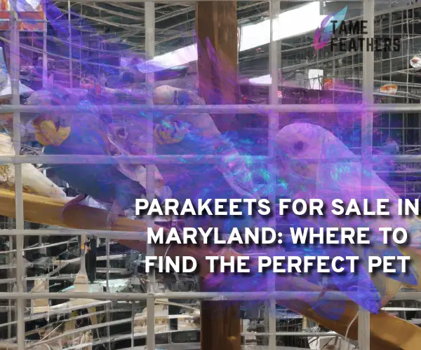 parakeets for sale in maryland