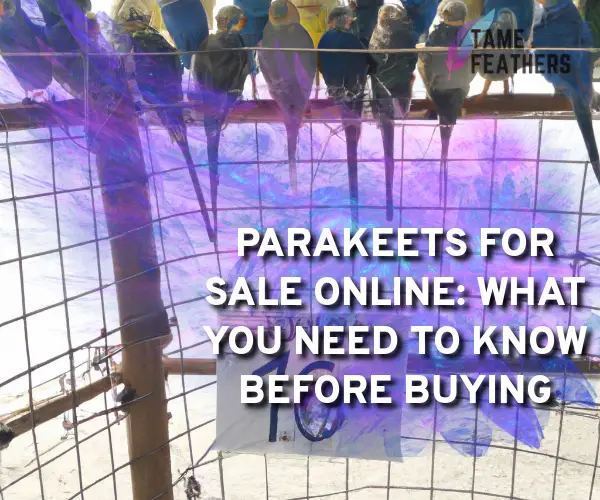 parakeets for sale online