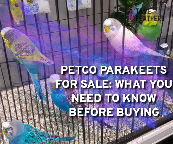 parakeets for sale petco