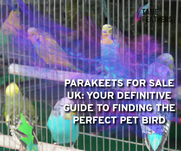 parakeets for sale uk