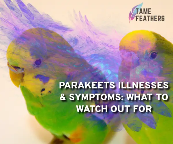 parakeets illnesses and symptoms