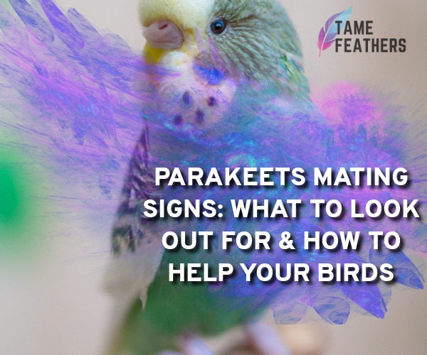 parakeets mating signs