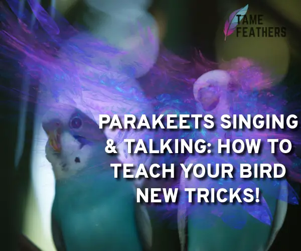 parakeets singing and talking