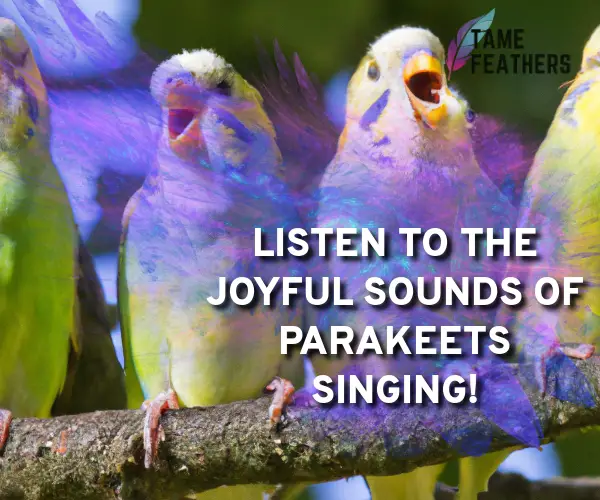 parakeets singing
