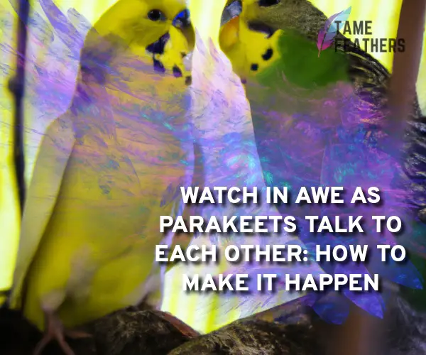 parakeets talking to each other