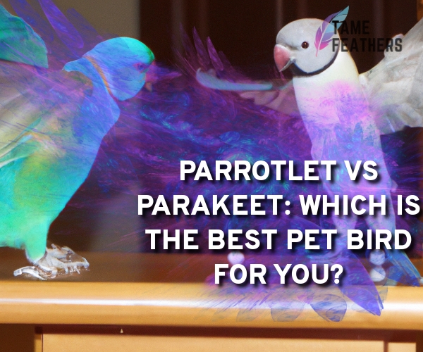 parrotlet vs parakeet
