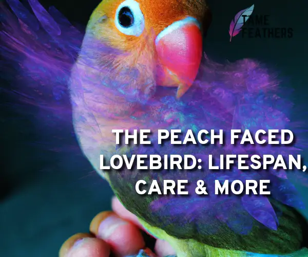peach faced lovebird lifespan