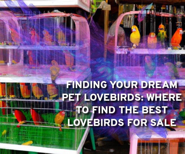 pet lovebirds for sale