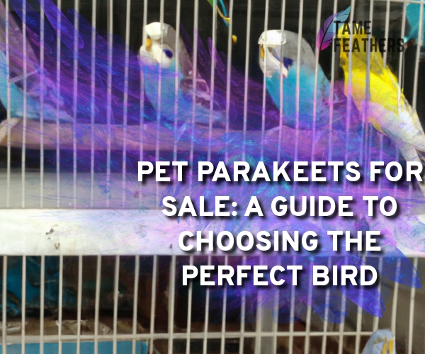 pet parakeets for sale