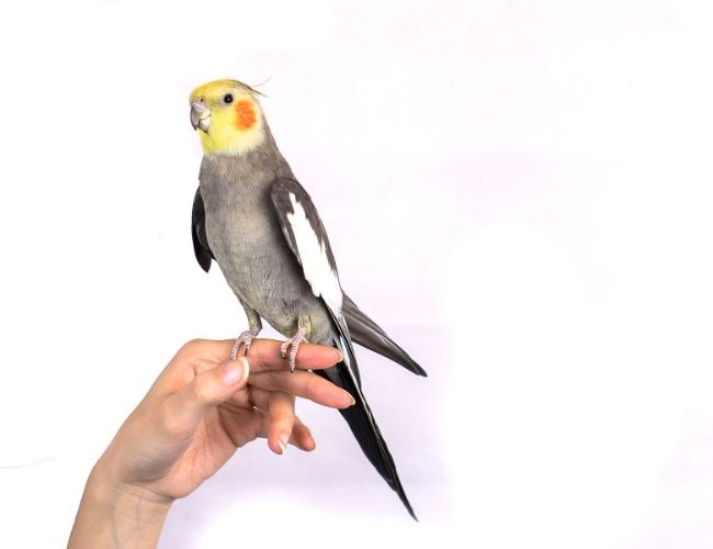Reducing Stress Levels For Your Pet Cockatiel