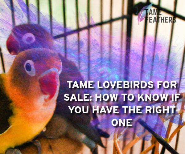 tame lovebirds for sale