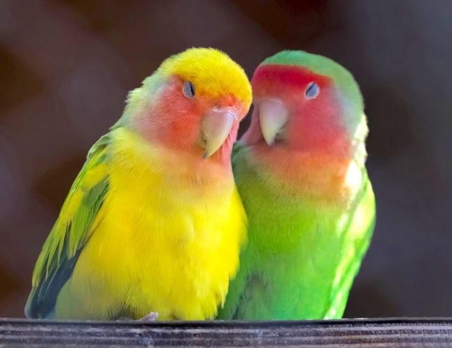 Can Your Pet Bird Have Too Much Sleep?