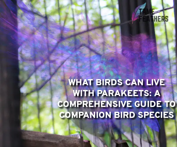 what birds can live with parakeets
