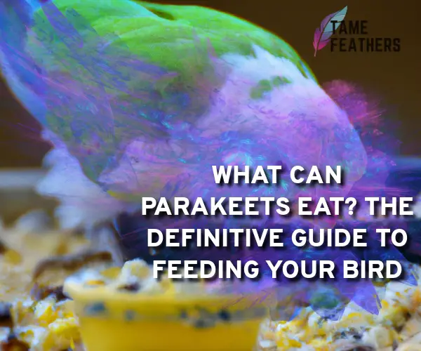 what can parakeet eat