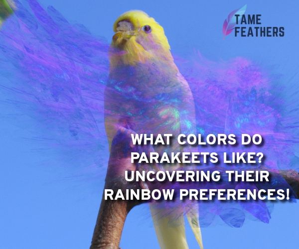 what color do parakeets like