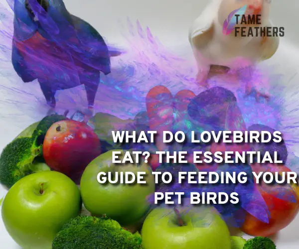what do lovebirds eat