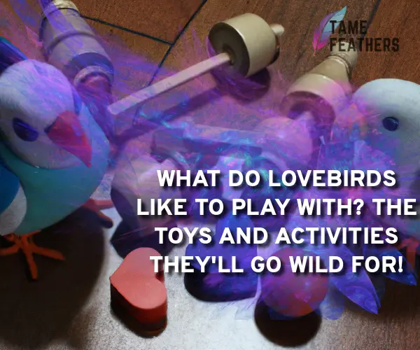 what do lovebirds like to play with