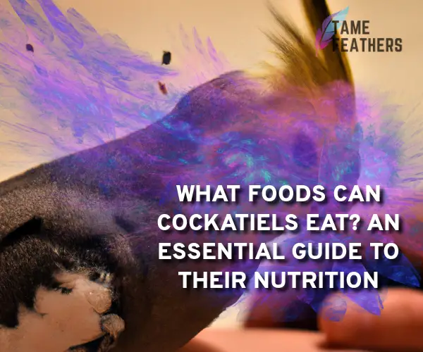 What Foods Can Cockatiels Eat? An Essential Guide To Their Nutrition