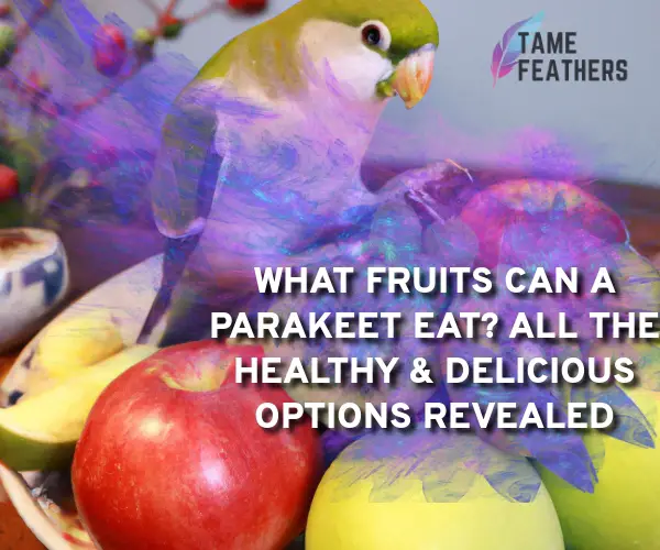 what fruits can a parakeet eat