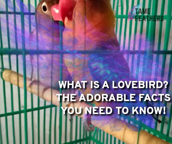 what is a lovebird