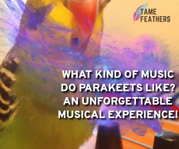 what kind of music do parakeets like