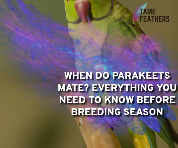when do parakeets mate