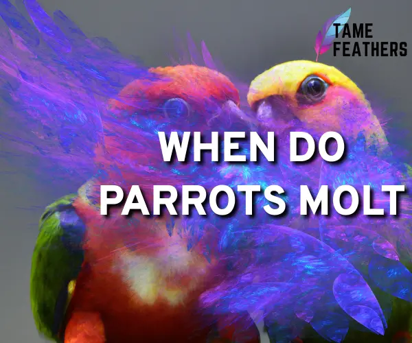 when do parrots molt