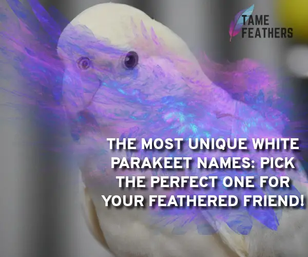 white parakeet names