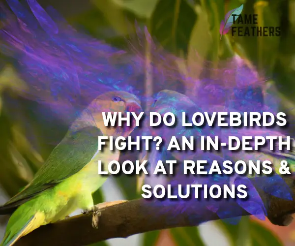 why do lovebirds fight