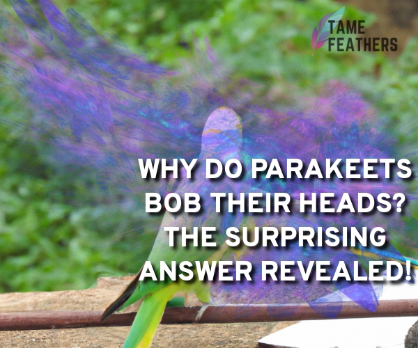 why do parakeets bob their heads
