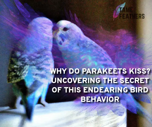 why do parakeets kiss