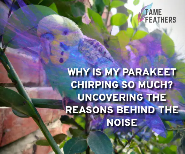 why is my parakeet chirping so much