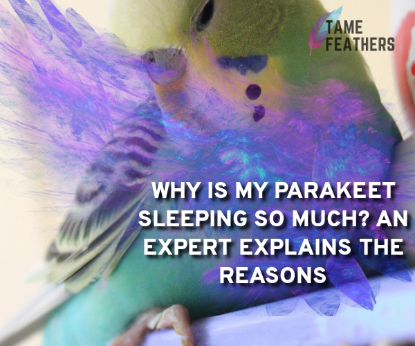 why is my parakeet sleeping so much
