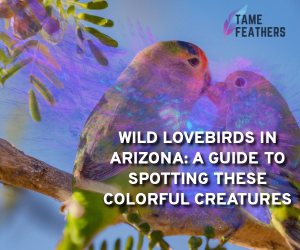 wild lovebirds in arizona