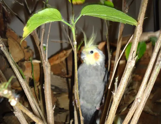 From Silence to Song: Helping My Cockatiel Come Out of Its Shell