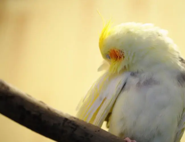 Don't Miss These Essential Tips for a Happy, Healthy Bird