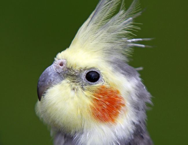 Unveiling the Unique Charm of these Fluffy Feathers