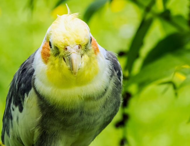 A Sweet Spice: The Final Word on Cinnamon for Cockatiels
