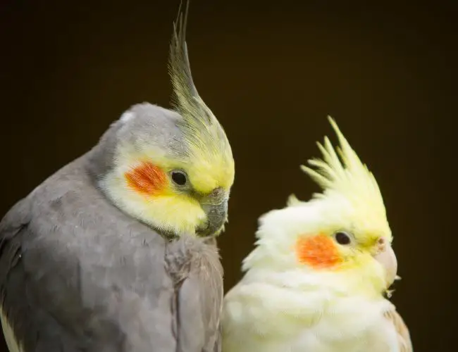 Do Male Cockatiels Sit On Eggs?