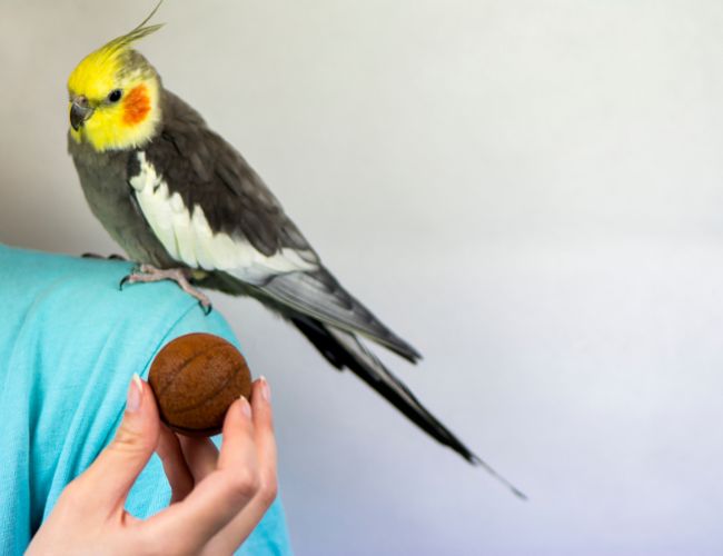 What to Do When Your Cockatiel Doesn't Want to Be Held